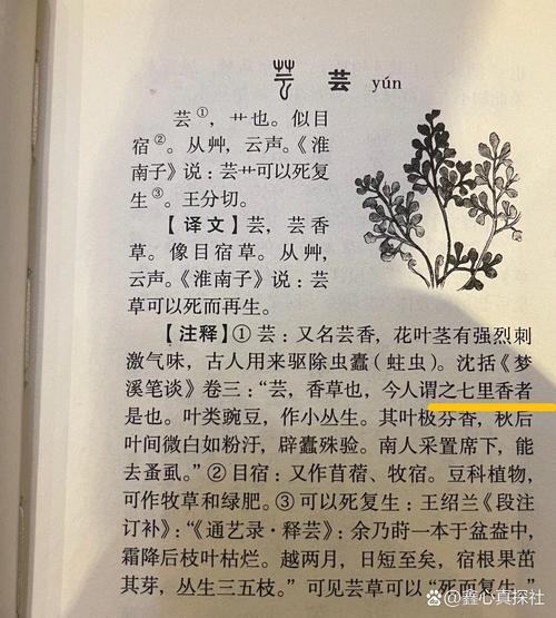 芸，释义及文化内涵，从日常饮食到生活态度，芸的密码在多元世界里绽放插图