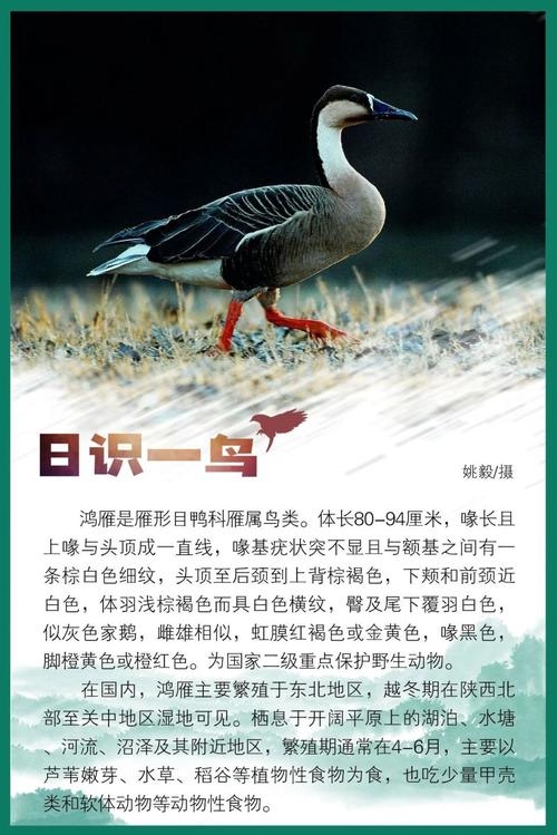 鸿鹄释义，天鹅象征，高贵威严优秀人才插图