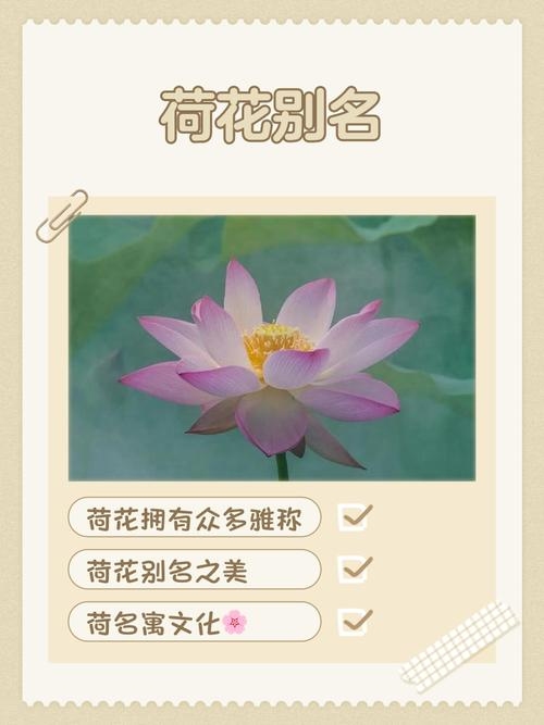 探秘菡字，荷花之韵，文化之深插图