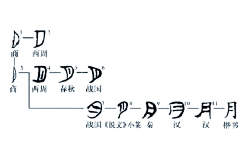 探秘月字旁的汉字世界,从形意到文化插图 探秘月字旁的汉字世界,从形意到文化插图
