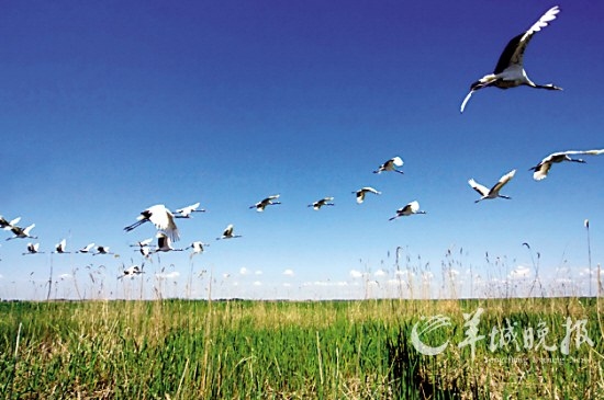 鹤乡之城,齐齐哈尔的湿地与丹顶鹤共舞的自然奇观插图 鹤乡之城,齐齐哈尔的湿地与丹顶鹤共舞的自然奇观插图