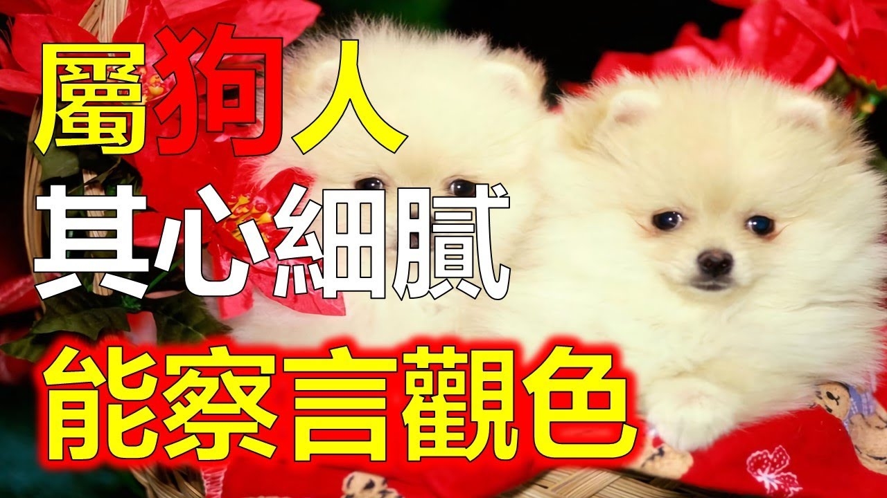 属狗之人的人生启示，适度与担当，共赴美好人生插图