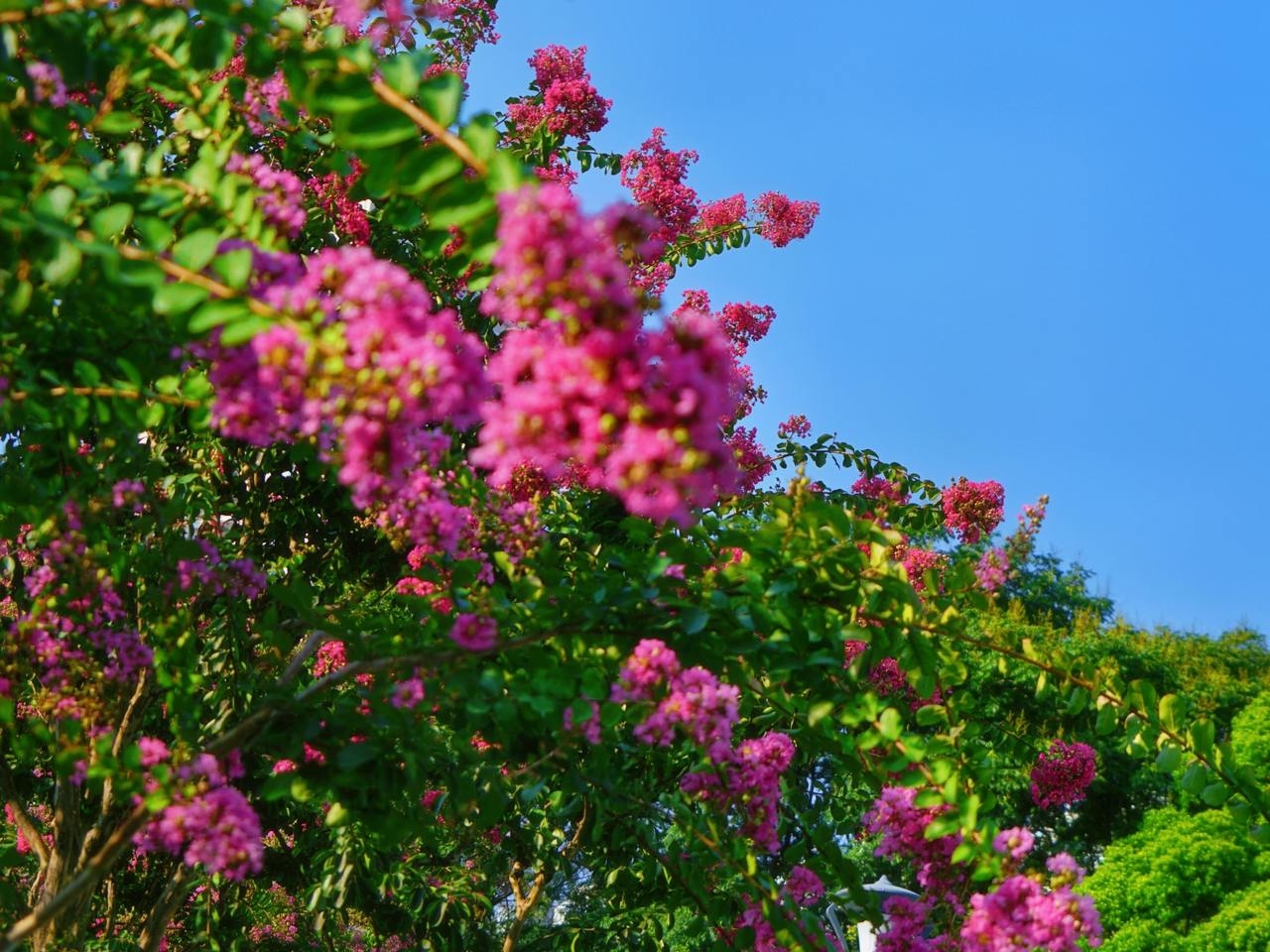 紫薇之术，紫薇花之妙用，情理天成插图