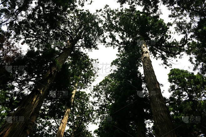 雪松之韵，自然界的绿色守护者插图