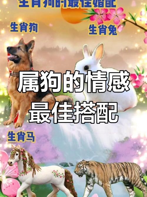 狗男最佳配对，兔、虎、马插图