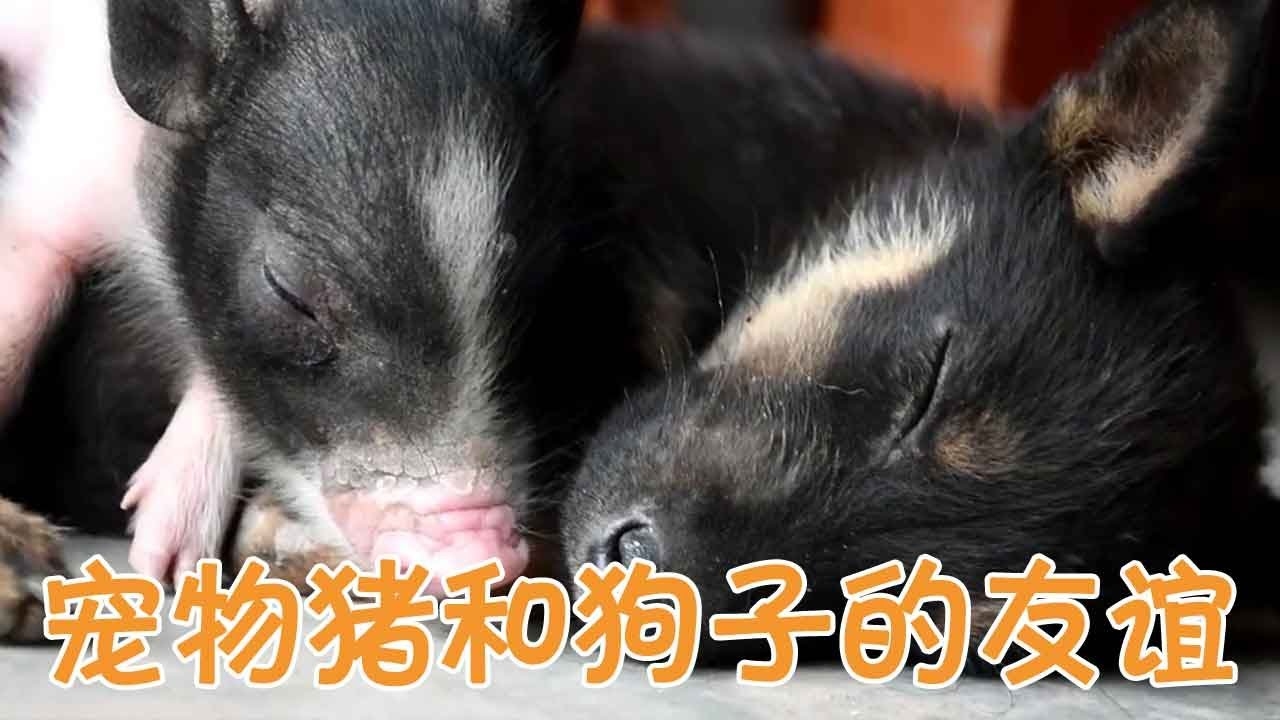 猪狗之辈，解读生肖性格与友谊插图