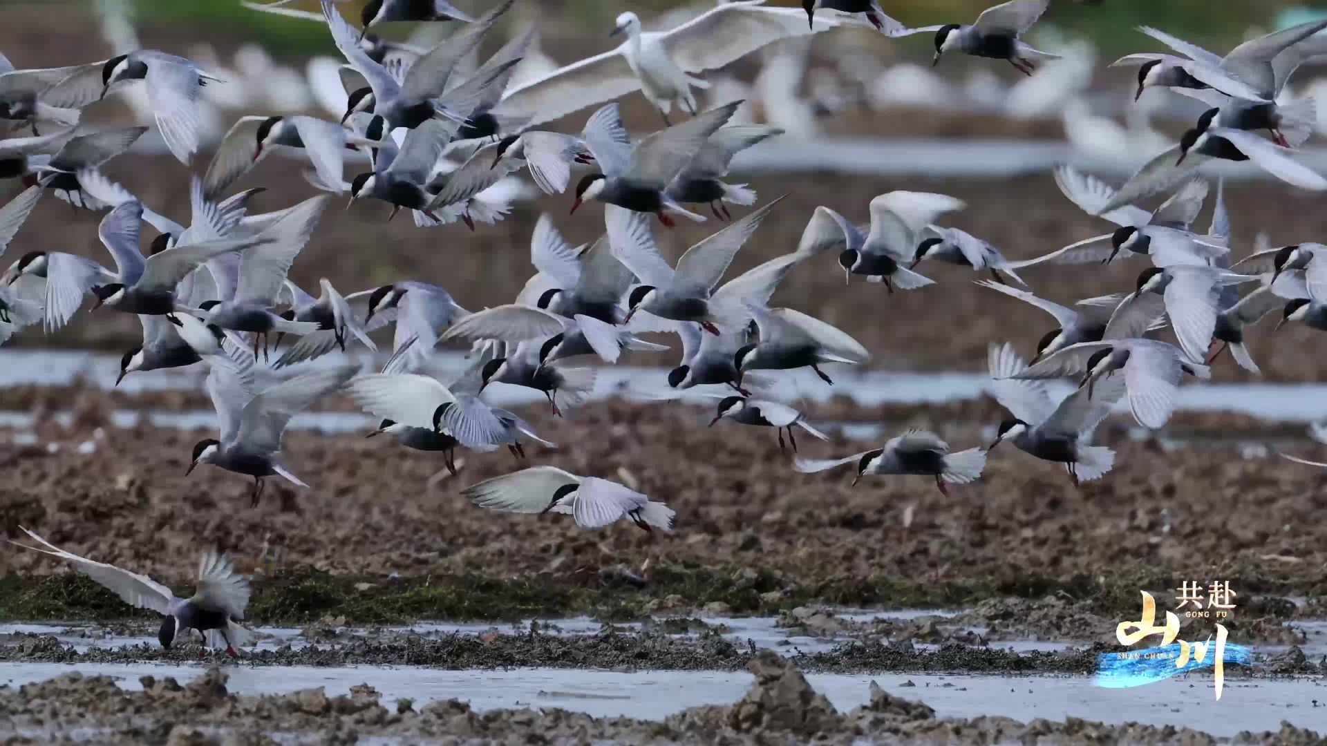 栖宿之鸡，自然与生命的和谐共生插图