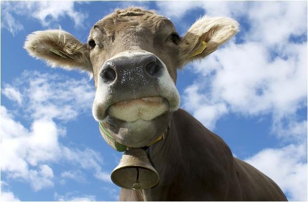 属鼠最佳婚配，六合牛、三合龙猴，忌马兔羊插图