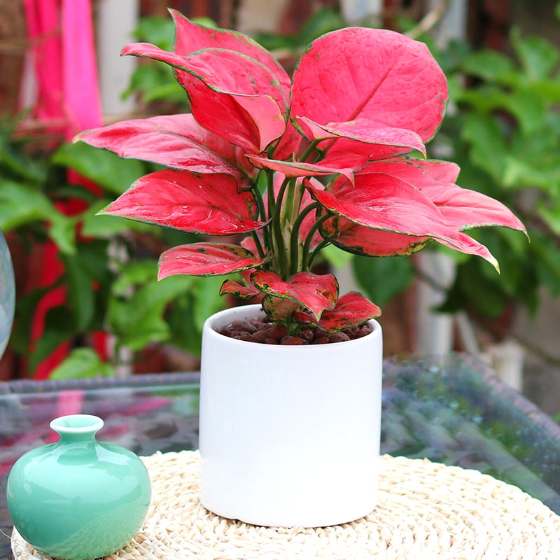 南阳风水,绿色植物+吉利植与镜子禁忌插图 南阳风水,绿色植物+吉利植与镜子禁忌插图