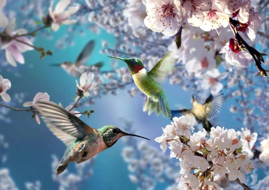 鸟语花香生肖与猴、鸡关系插图