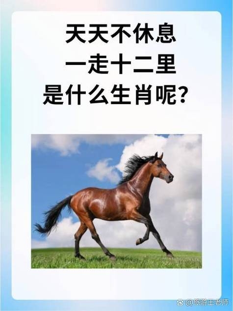 谜语来来往往所指生肖为马插图