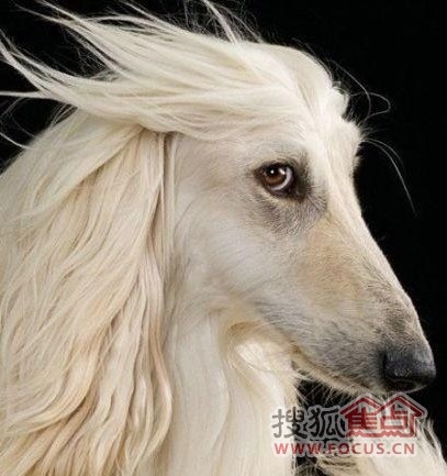 狼烟四起指马、蛇与狗，建议以生肖寻龙诀为谜底。插图