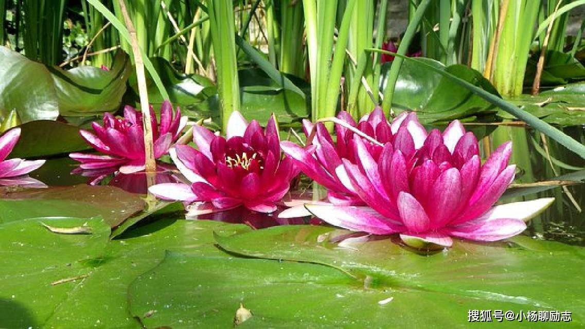 寓意深远,如何选择一个有含义的微信名插图 寓意深远,如何选择一个有含义的微信名插图