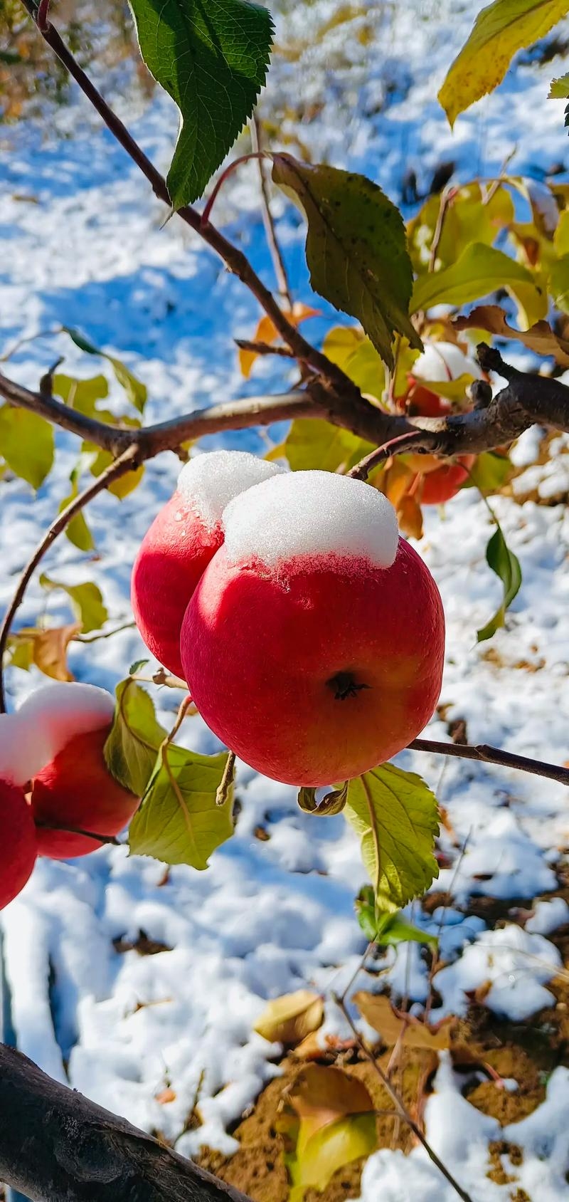 雪与苹果梦境，中奖暴富前的预兆？插图