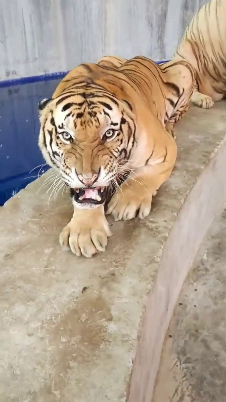 龇牙咧嘴的生肖,生肖虎的独特魅力插图 龇牙咧嘴的生肖,生肖虎的独特魅力插图