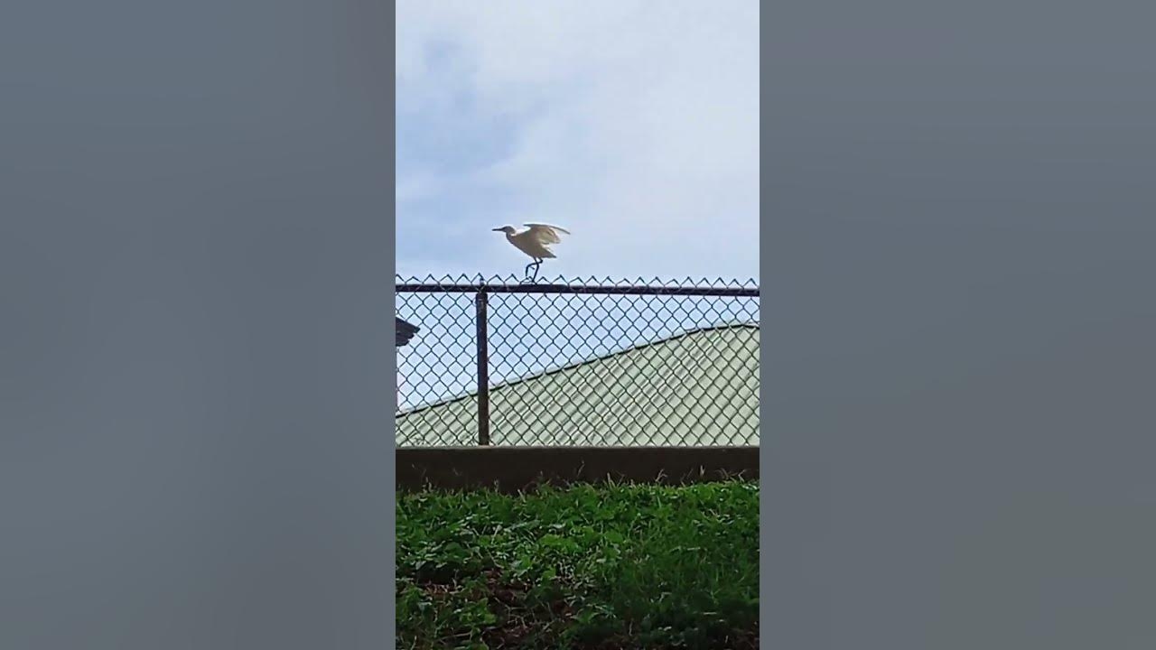 闲云野鹤，生肖中的逍遥派？插图