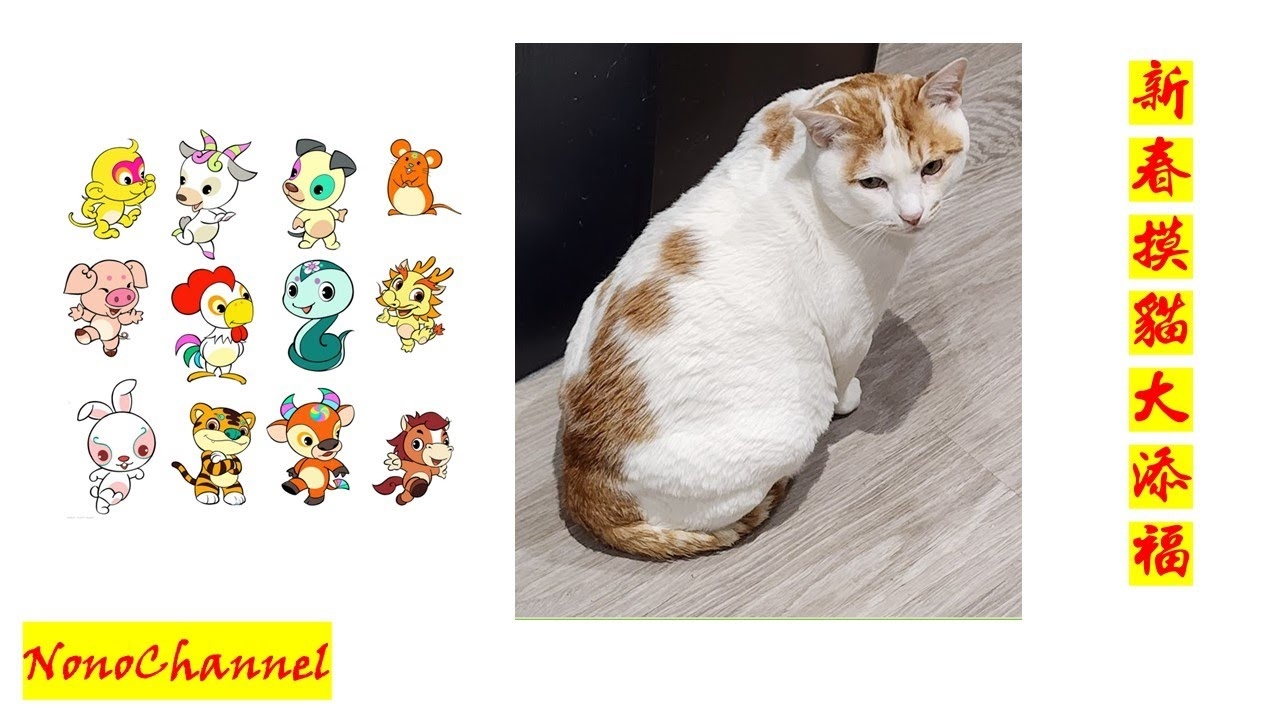 甜言蜜语指什么生肖？猫还是鸡？插图