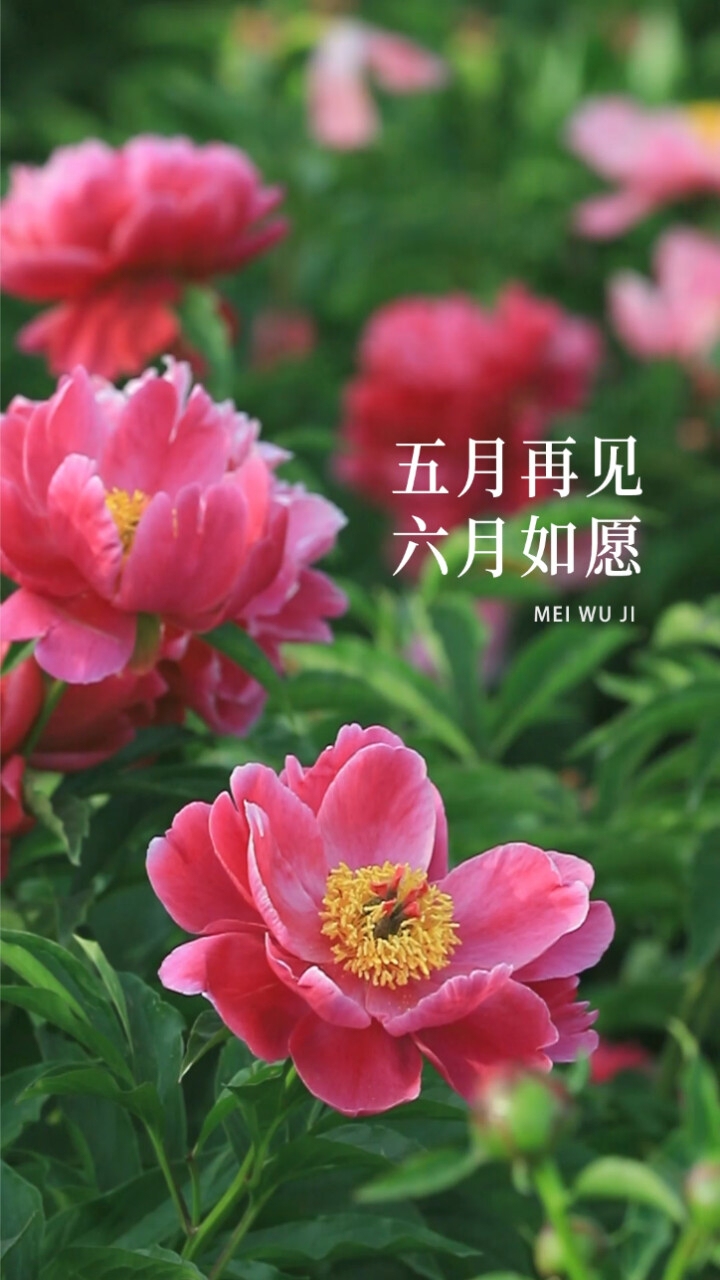 5月月历，春意盎然，生机勃发的季节插图