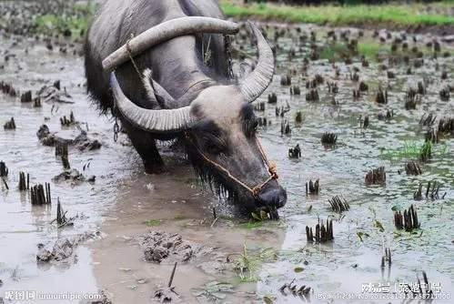 谜语指‘牛’，寓‘农耕’与‘隐匿’。插图