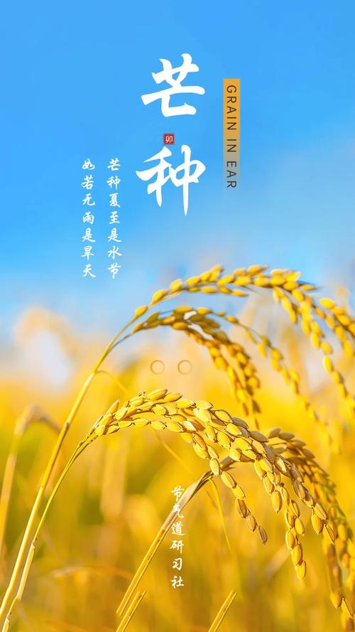 芒种日历，探索节气之美，感受自然韵律插图