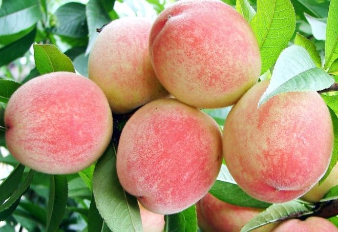 桃子昵称精选，浪漫、梦幻与甜蜜并存插图