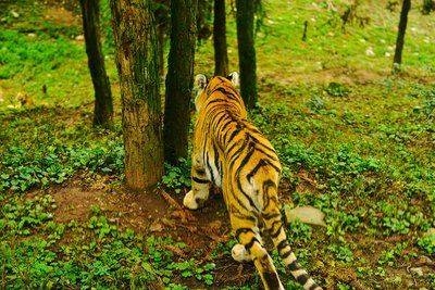 一步登天是什么动物生肖插图