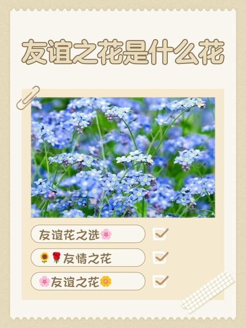 阳光交友，在阳光下绽放的友谊之花插图