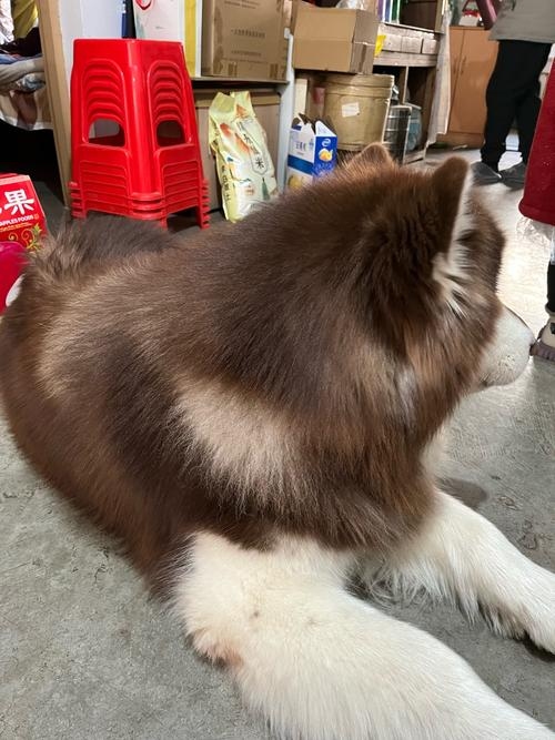 艺高胆大狗模样插图