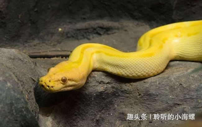 已婚女人梦见蛇，梦境背后的深层含义与解读插图