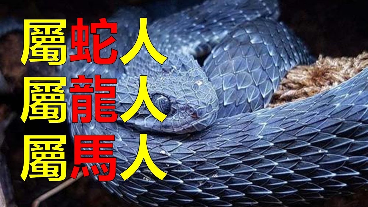 一四不减九回头，生肖谜底是羊或蛇。插图