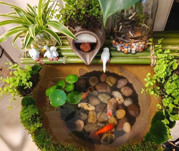 养鱼风水,打造家居的灵动与和谐插图 养鱼风水,打造家居的灵动与和谐插图