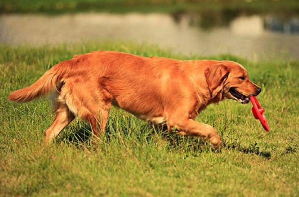 一心一意打的生肖——忠诚之犬插图