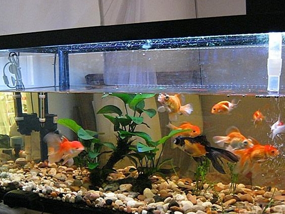 养鱼招财，哪些鱼类能为您的家居带来好运？插图