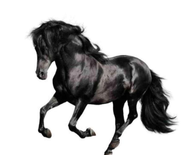 正大光明代表生肖马插图