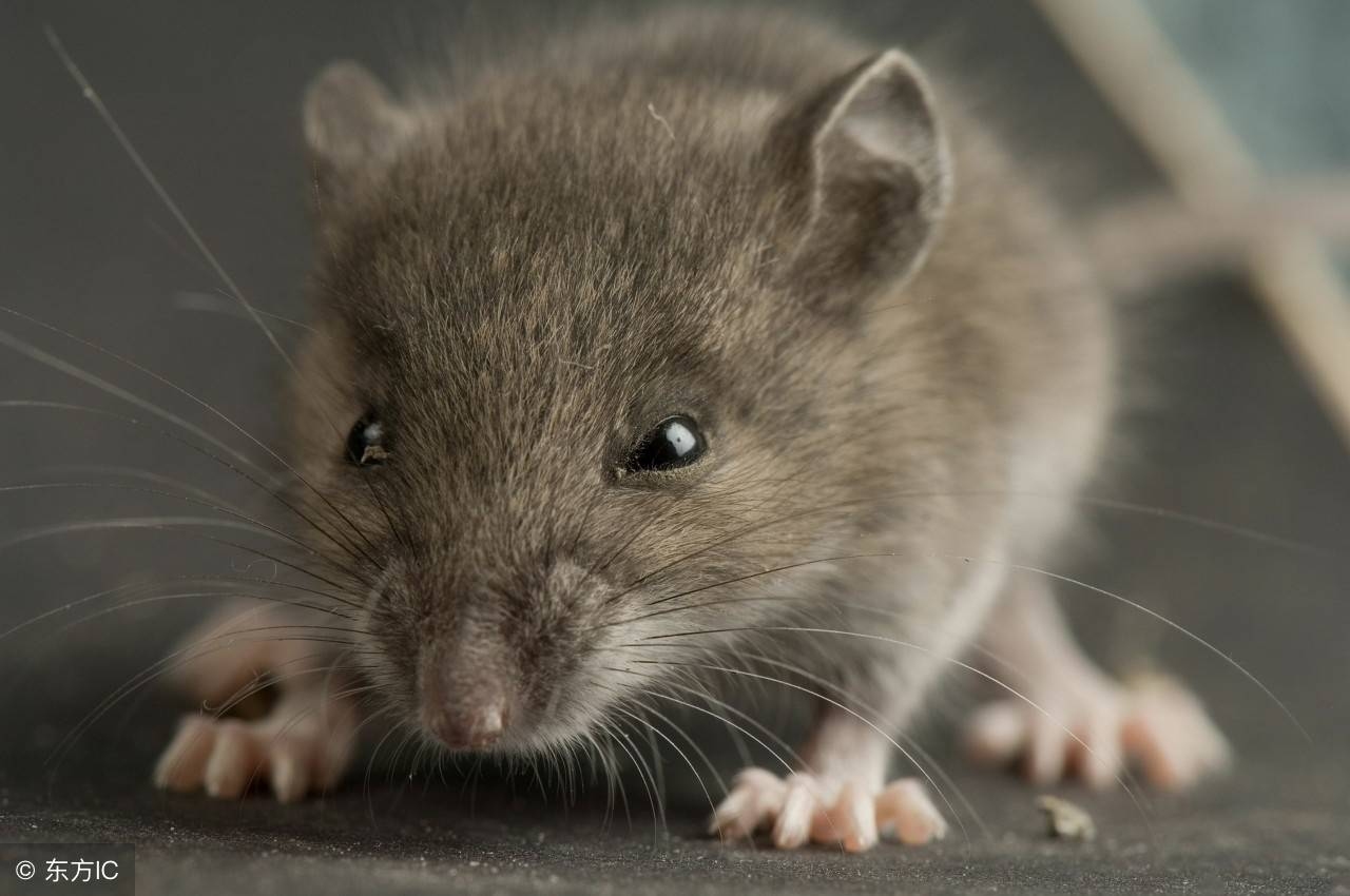 周而复始，生肖循环之首——鼠。插图