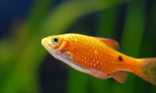 周公解梦，鱼——探寻梦境中的神秘寓意插图