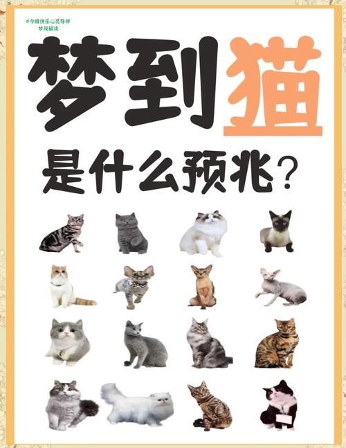周公解梦，梦见猫，好运与财富的象征插图