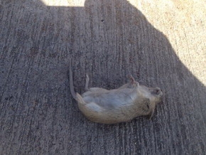 周公解梦，梦见人死了，寓意何在？插图