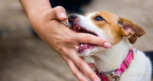 周公解梦梦见狗咬，寓意需坚定前行 。插图