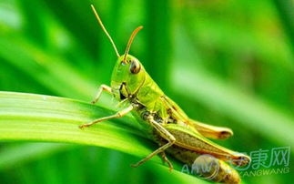 周公解梦，梦见蛆，预示利益与财产增加插图