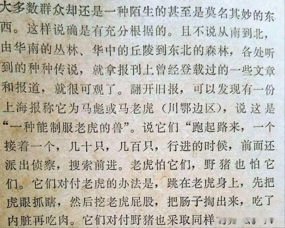 战无不胜指的是虎插图