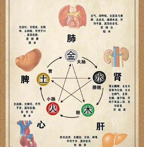 中医阴阳五行，揭示人体健康与疾病奥秘的古老智慧插图
