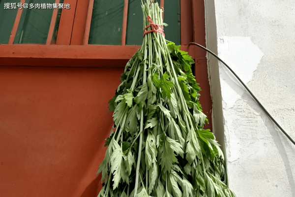 艾草挂门禁忌多，正确悬挂保健康-方知甜