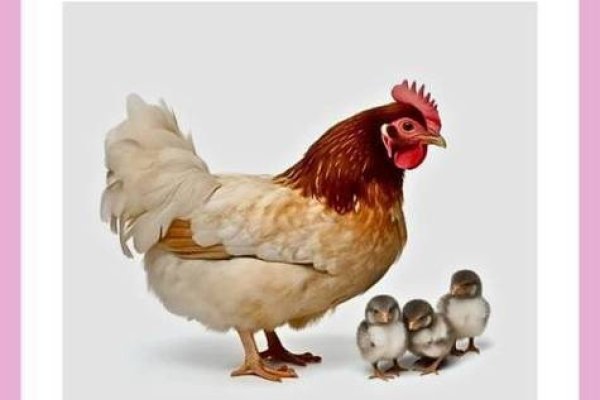 暗藏杀机，谜底揭晓，生肖鸡-方知甜