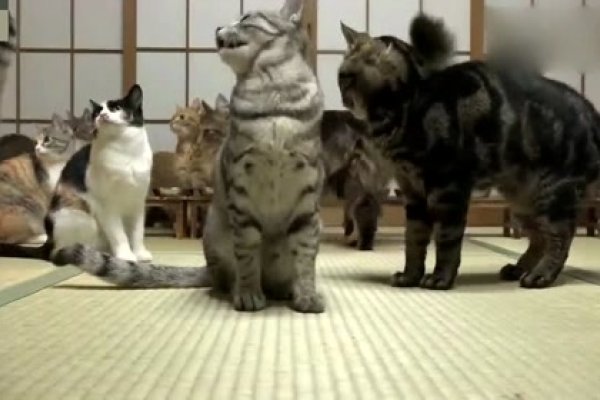 白日做梦，谜底生肖狗-方知甜