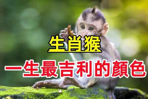 白日做梦最佳的生肖，猴-方知甜