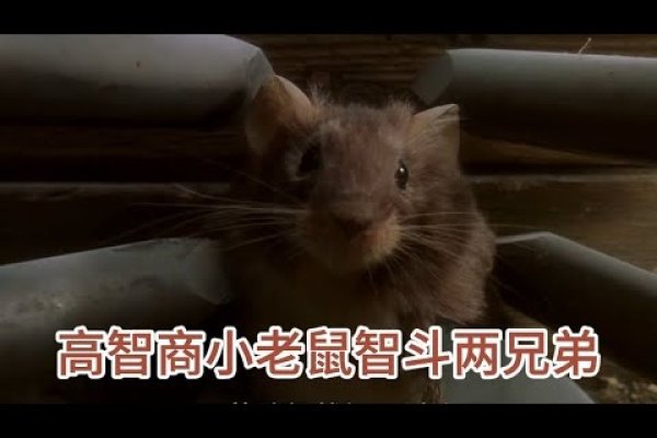 背水一战，机智灵活——鼠-方知甜