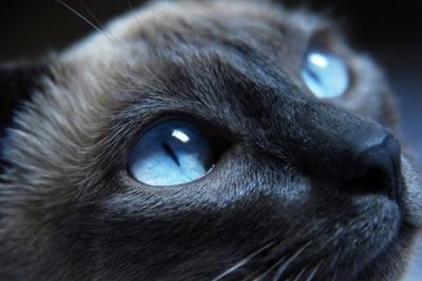 被猫挠，梦境中的不安与隐喻-方知甜