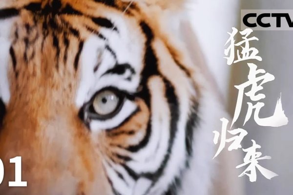 重出江湖，生肖虎的勇猛回归-方知甜