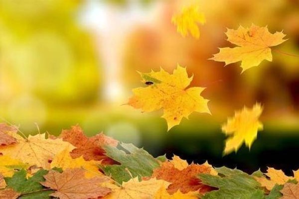 草木凋零话生肖——揭秘与落叶相关的生肖之谜-方知甜